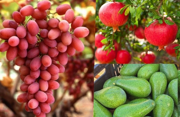 טל ושחף – אבוקדו, ענבים ותפוחים מהצפון